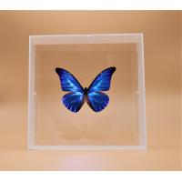 蝶の標本　レテノールモルフォ M.rhetenor　ホワイトフレーム　　チョウ　バタフライ　パピヨン | ラブリーインセクト