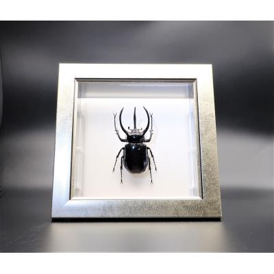 ヘラクレスオオカブト標本の商品一覧 通販 - Yahoo!ショッピング