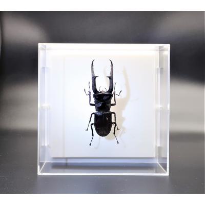 昆虫標本セット（クワガタ（標本））｜標本｜昆虫用品 | ペット用品