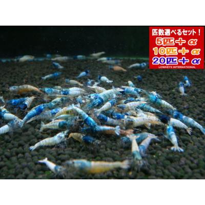 ターコイズ シュリンプの商品一覧 通販 - Yahoo!ショッピング