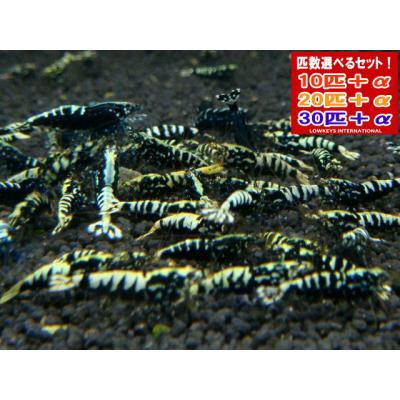 ローキーズ ヤフー店 - フィッシュボーン系｜Yahoo!ショッピング