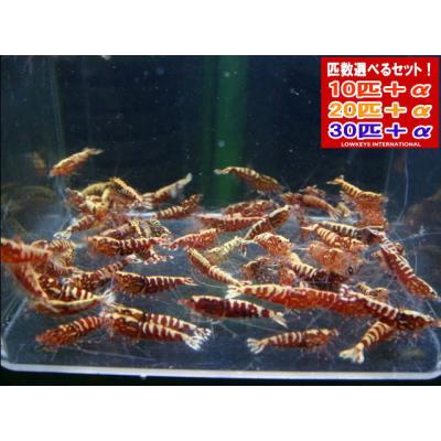 ローキーズ ヤフー店 - フィッシュボーン系｜Yahoo!ショッピング