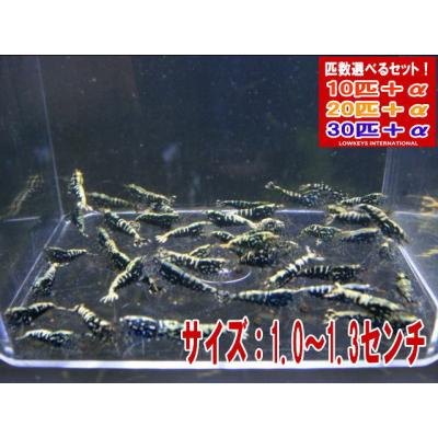 ローキーズ ヤフー店 - フィッシュボーン系｜Yahoo!ショッピング