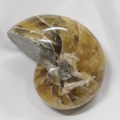 貝の標本のおすすめ人気商品一覧 通販 - Yahoo!ショッピング