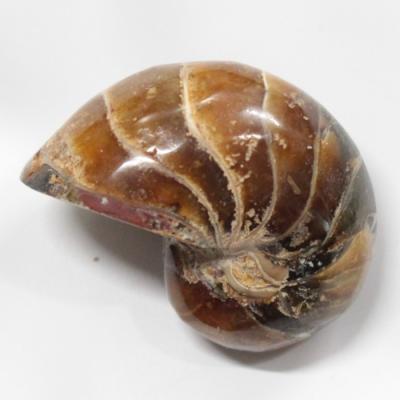 オウムガイ グッズのおすすめ人気商品一覧 通販 - Yahoo!ショッピング