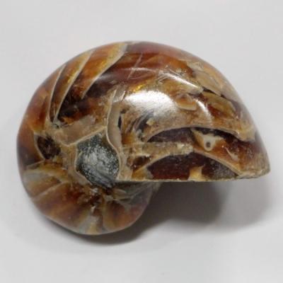 オウムガイ グッズのおすすめ人気商品一覧 通販 - Yahoo!ショッピング