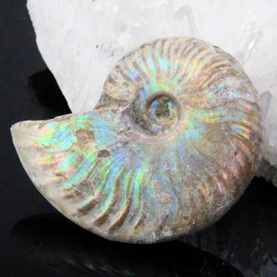 アンモナイト 化石 本物のおすすめ人気商品一覧 通販 - Yahoo!ショッピング