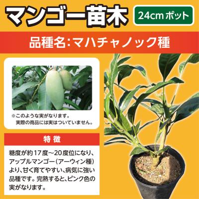 アップルマンゴー 苗木の商品一覧 通販 - Yahoo!ショッピング