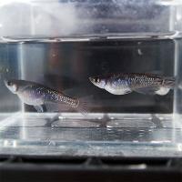 メダカ ブラックダイヤめだか 1ペア 2匹セット 黒 ラメ 虹色 オロチ パンダ メダカ 淡水魚 Bkd めだかシーズン 通販 Yahoo ショッピング