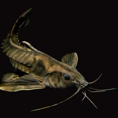 メガロドラス（鑑賞魚生体）｜熱帯魚、アクアリウム用品 | ペット用品
