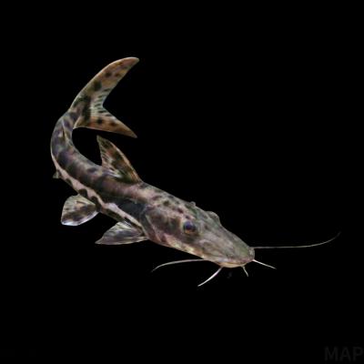 タイガーシャベルノーズ　（カラパリ）３３ｃｍ± Yahoo!オークション - 「タイガーシャベルノーズ」の落札相場・落札価格