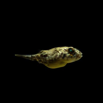 テトラオドン ファハカ（ペット用品、生き物）のおすすめ人気商品一覧