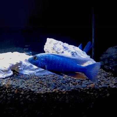 アフリカンシクリッド アーリー（熱帯魚生体）｜観賞魚生体｜熱帯魚