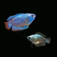 熱帯魚 グラミー サンセットドワーフグラミー 4cm 1ペア 増子水景 通販 Yahoo ショッピング