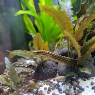 スパイニーイール（熱帯魚生体）｜観賞魚生体｜熱帯魚、アクアリウム