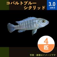 熱帯魚 アフリカンシクリッド コバルトブルーゼブラシクリッド 3cm 1匹 Mci0010 増子水景 通販 Yahoo ショッピング
