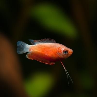 グラミープラスのおすすめ人気商品一覧 通販 - Yahoo!ショッピング