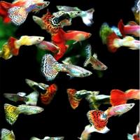 熱帯魚 メダカ グッピー ミックスグッピー アダルトサイズ 各色おまかせ オス５匹 スリランカ産 K 増子水景 通販 Yahoo ショッピング