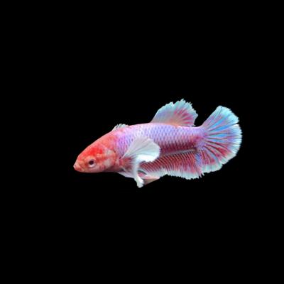 【AQUA COUTURE】自家繁殖ベタ　ダンボハーフムーンメス3匹セット 楽天市場】ベタ ダンボ（観賞魚｜熱帯魚・アクアリウム）：ペット