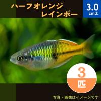 熱帯魚 レインボーフィッシュ ハーフオレンジレインボー 3cm 4匹 Mrei 増子水景 通販 Yahoo ショッピング