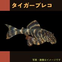 熱帯魚 プレコ スポテッドブッシープレコ 3cm 1匹 Mna 増子水景 通販 Yahoo ショッピング