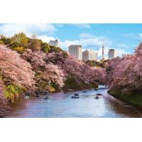 ジグソーパズル 千鳥ヶ淵の花見桜 (東京) 1000ピース (やのまん 10-1436) | おもちゃのマンネンヤ