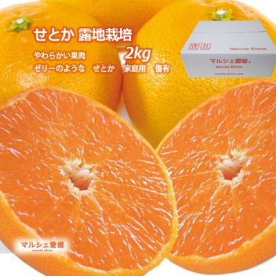 せとかのおすすめ人気商品一覧 通販 - Yahoo!ショッピング