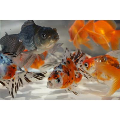 やとみ金魚ファーム - 弥富産 定番金魚 3種3匹セット｜Yahoo!ショッピング