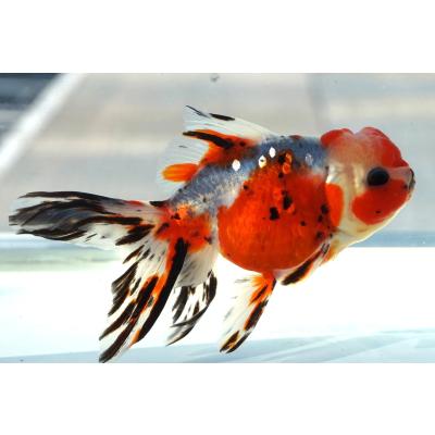 東錦（鑑賞魚生体）｜熱帯魚、アクアリウム用品 | ペット用品、生き物