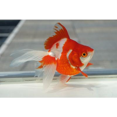 やとみ金魚ファーム - 琉金｜Yahoo!ショッピング