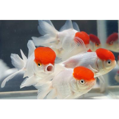 金魚 丹頂（金魚）｜観賞魚生体｜熱帯魚、アクアリウム用品 | ペット