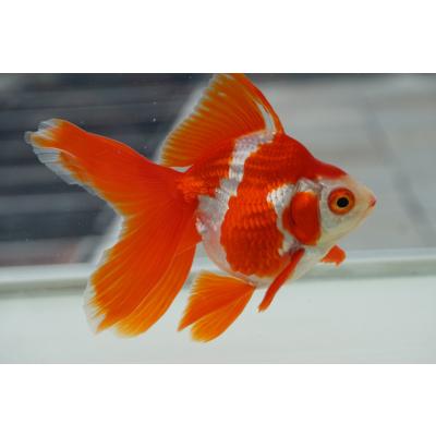 金魚 琉金の商品一覧 通販 - Yahoo!ショッピング