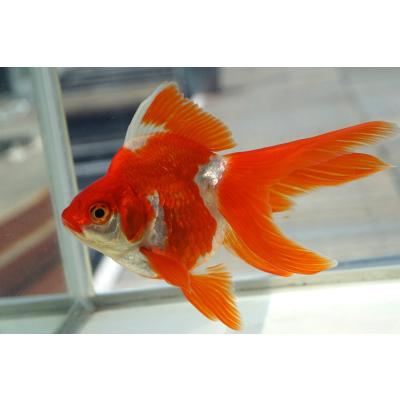 やとみ金魚ファーム - 金魚の最新入荷情報｜Yahoo!ショッピング