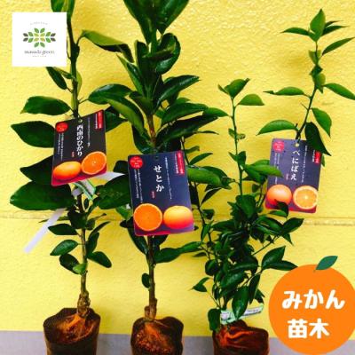 みかんの苗木 せとか 実が付き10/25 幻の高級ミカン「せとか」