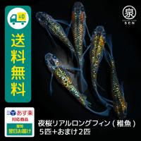 メダカ 花魁めだか 稚魚10匹 花魁メダカ Oirann めだかの市場 通販 Yahoo ショッピング