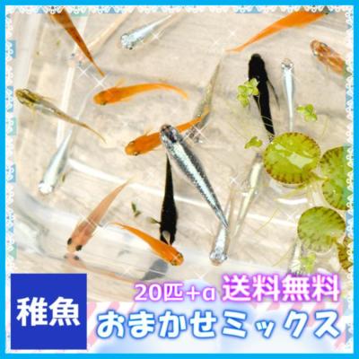 めだかの市場 - ミックス｜Yahoo!ショッピング