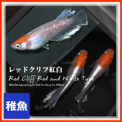紅白メダカのおすすめ人気商品一覧 通販 - Yahoo!ショッピング