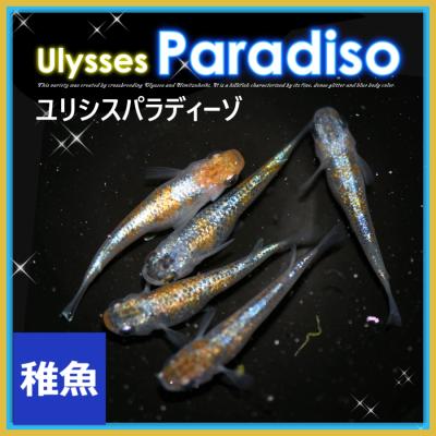 ユリシス メダカ 17匹セット 楽天市場】ユリシスめだか 5匹セット / ユリシスメダカ : めだか物語