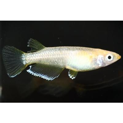 めだかの館ヤフー店 - 商品一覧（おすすめ順） - 売れ筋通販 - Yahoo