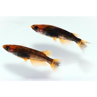 めだかの館ヤフー店 - 商品一覧（おすすめ順） - 売れ筋通販 - Yahoo