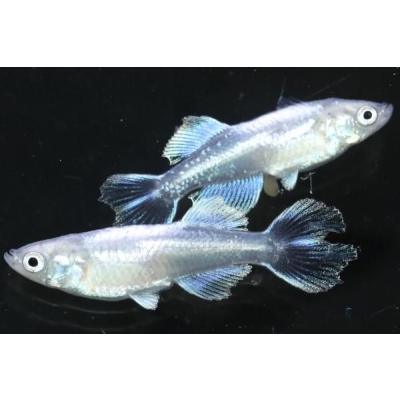 めだかの館ヤフー店 - 商品一覧（おすすめ順） - 売れ筋通販 - Yahoo