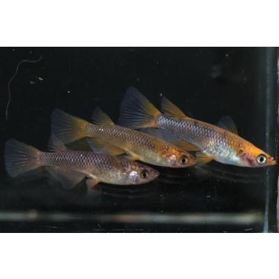 めだかの館ヤフー店 - 商品一覧（おすすめ順） - 売れ筋通販 - Yahoo