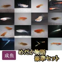 送料無料 おまかせミックスめだか Mサイズ匹セット メダカ Souryoumuryoumikkusum めだかの市場 通販 Yahoo ショッピング