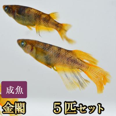 メダカの商品一覧 通販 - Yahoo!ショッピング