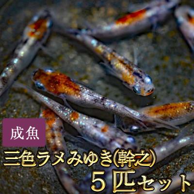 三色ラメメダカの商品一覧 通販 - Yahoo!ショッピング