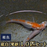 入荷中 現状最も黒いとされるオロチメダカ 稚魚匹 極黒 メダカ オロチめだか 観賞魚生体