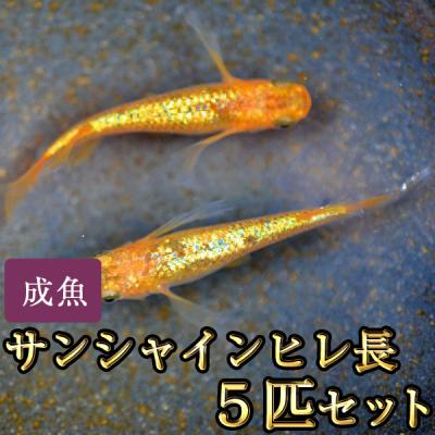 【残り2セットのみ】新作メダカ　煌ゴールド1ペア＋1  煌の金色系統　 楽天市場】煌 メダカ（観賞魚｜熱帯魚・アクアリウム）：ペット