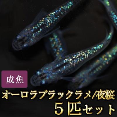 メダカ 夜桜のおすすめ人気ランキングTOP100 - Yahoo!ショッピング