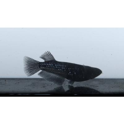 ミッドナイトフリル（ペット用品、生き物）の商品一覧 通販 - Yahoo