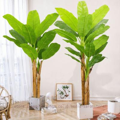 バナナの木 観葉植物のおすすめ人気商品一覧 通販 - Yahoo!ショッピング